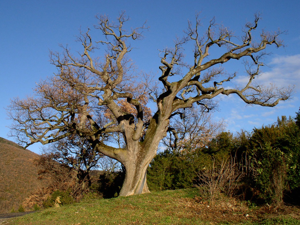 L arbre Un tre Vivant Part Enti re Qui est L arbre Un tre Vivant Part Enti re Qui est
