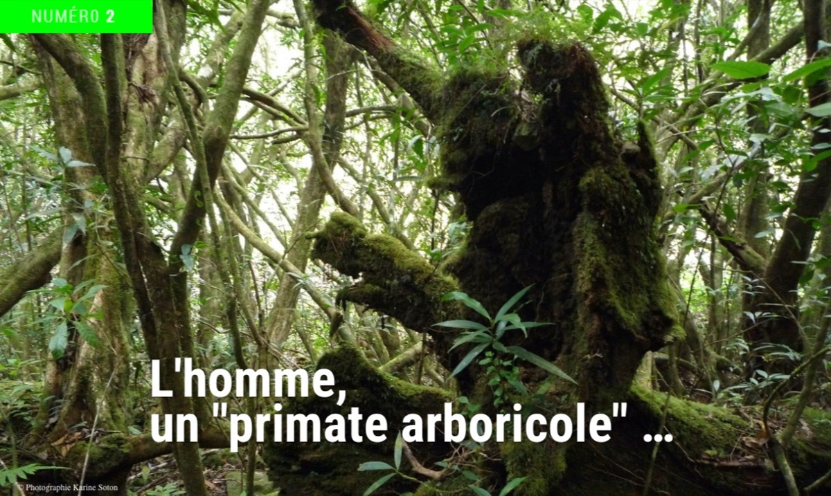 001_Arbres © K. Soton